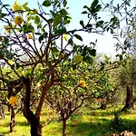 Lipari פאטי